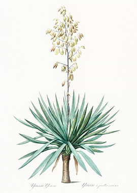 Yucca Gloriosa Illustration