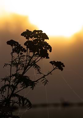 Spiderwebs under the sunrise