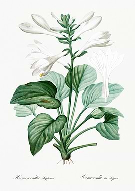 Hemerocallis Japonica Illustration