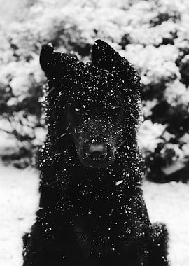 Silent Guardian – Black Wolf in the Snow