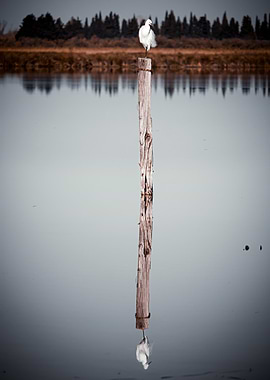 White Bird on a Post