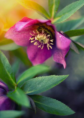 Pink Hellebore Flower, Close-Up