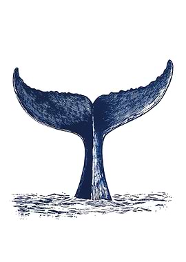 Whale Tail Illustration