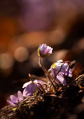 Purple Flowers in Sunlight