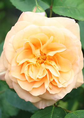 Peach Rose Blossom