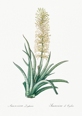 Sansevieria Zeylanica Illustration