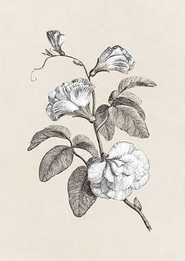 Blue Pea Flower Sketch