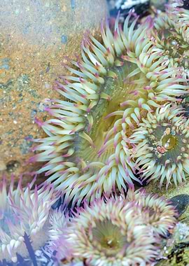 Sea Anemones Close-Up