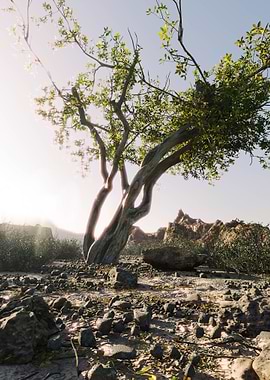 Lonely Tree in Desert
