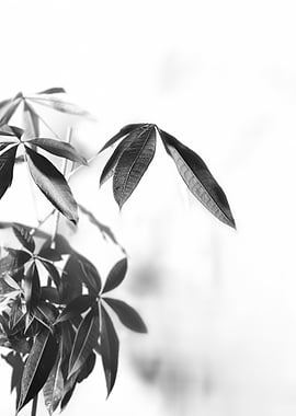 Light & Shadow – Botanical Minimalism
