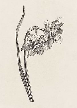 Daffodil Flower Sketch no. 3