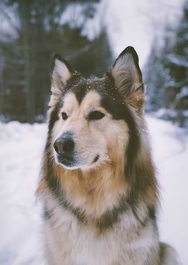Arctic Spirit – Alaskan Malamute in Snow
