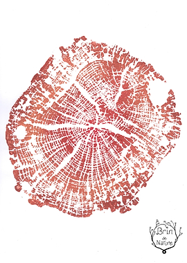 Tree Ring Art Print