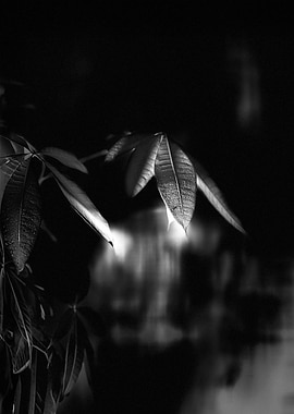 Echoes of Light – A Study in Shadows