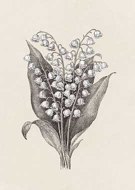 Lily of the Valley Sketch no. 2