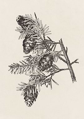 Pine Branch with Cones
