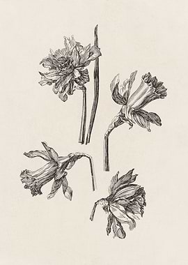 Daffodil Sketch no. 2