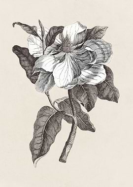 Magnolia Flower Sketch no. 1