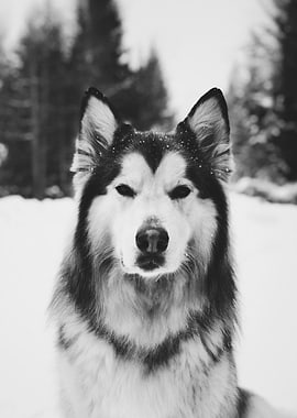 Monochrome Majesty – Alaskan Malamute in Snow