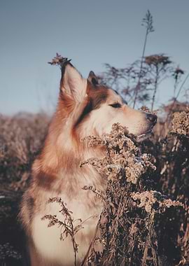 Golden Serenity – Malamute in Autumn Light