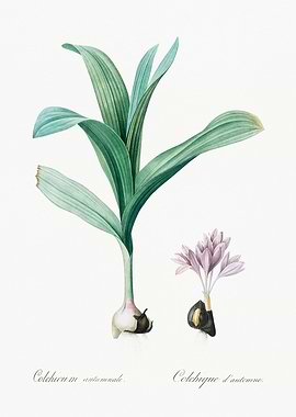 Colchicum Autumnale Illustration