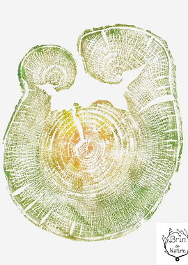 Tree Ring Watercolor Print