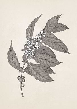 Coffee Branch Sketch no. 3