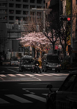 Cherry Blossoms in Tokyo