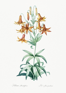 Lilium Philadelphicum Flower