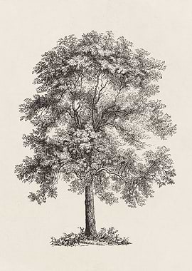 Ash Tree Sketch