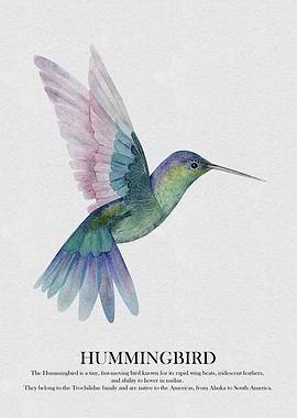 Hummingbird Watercolor Illustration