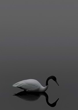 Swan in Fog
