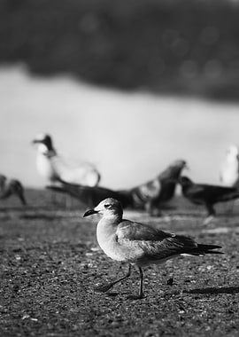 Seagull on Beach