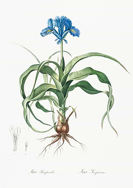 Iris Sceptica Botanical Illustration