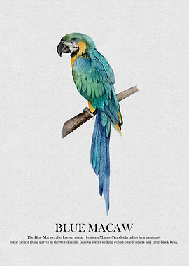 Blue Macaw Watercolor Illustration