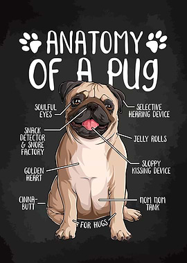 Pug Anatomy Illustration
