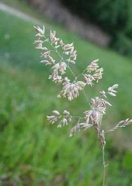 Wild Grass Flowers