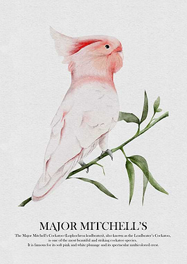 Major Mitchell's Cockatoo Watercolor