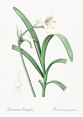 Pancratium Flower Illustration