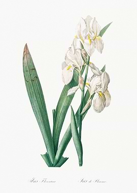 White Iris Flower Illustration