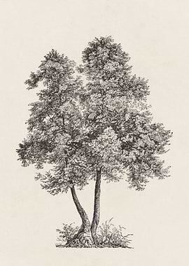 Alder Tree Sketch