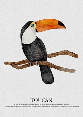 Toucan Watercolor Illustration