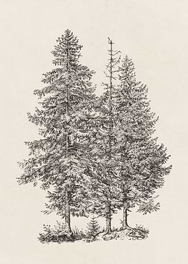 Norway Spruce Tree Sketch