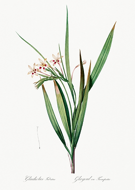 Gladiolus Illustration