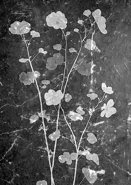 Silhouette Flowers on Dark Background