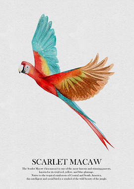 Scarlet Macaw Watercolor Illustration