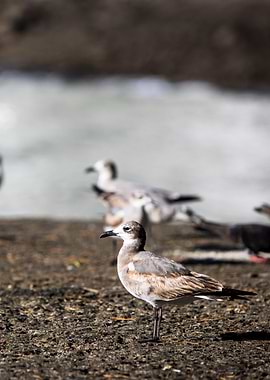 Seagull on Beach