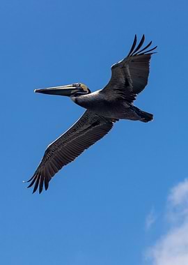 Pelican in Flight