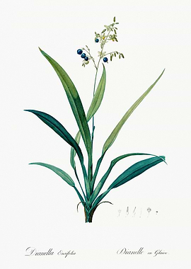 Dianella Ensifolia Botanical Illustration