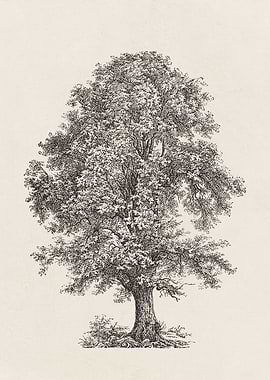 Linden Tree Sketch